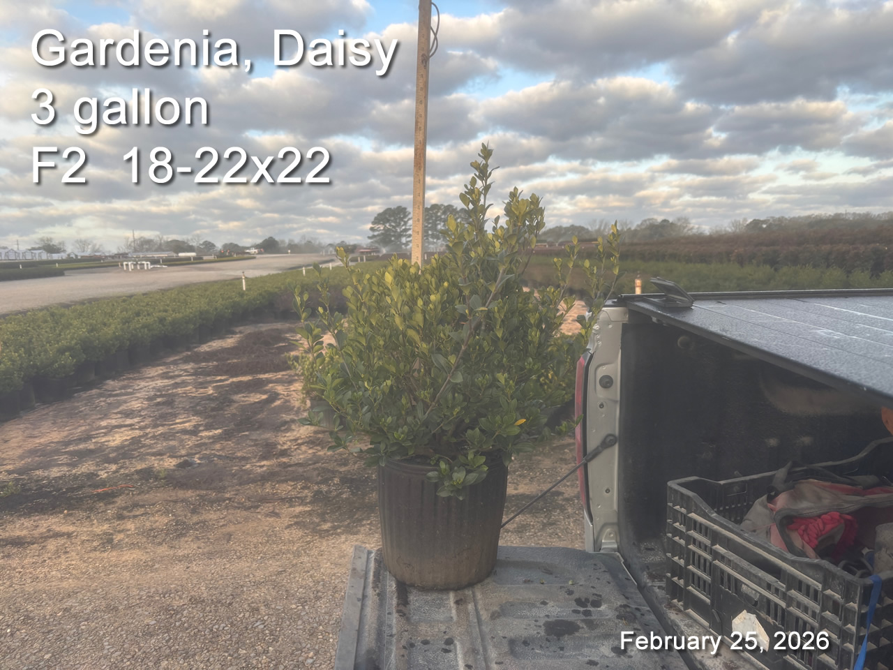 gallery/gdai3 f2 feb25.jpg